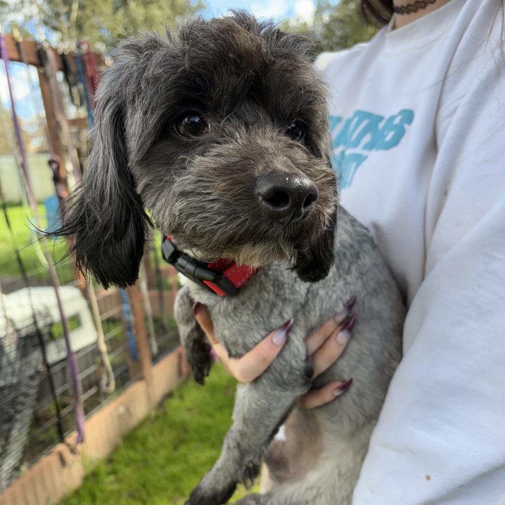 Enlarge Mr. Bebot, a Adoptable Poodle in Sonoma, CA image 5/5
