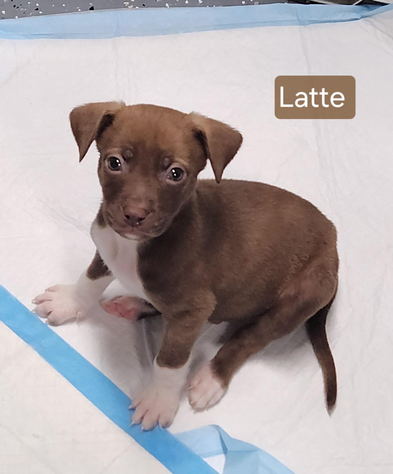 Enlarge Latte, a Adoptable mixed breed in Flintstone, GA image 4/4