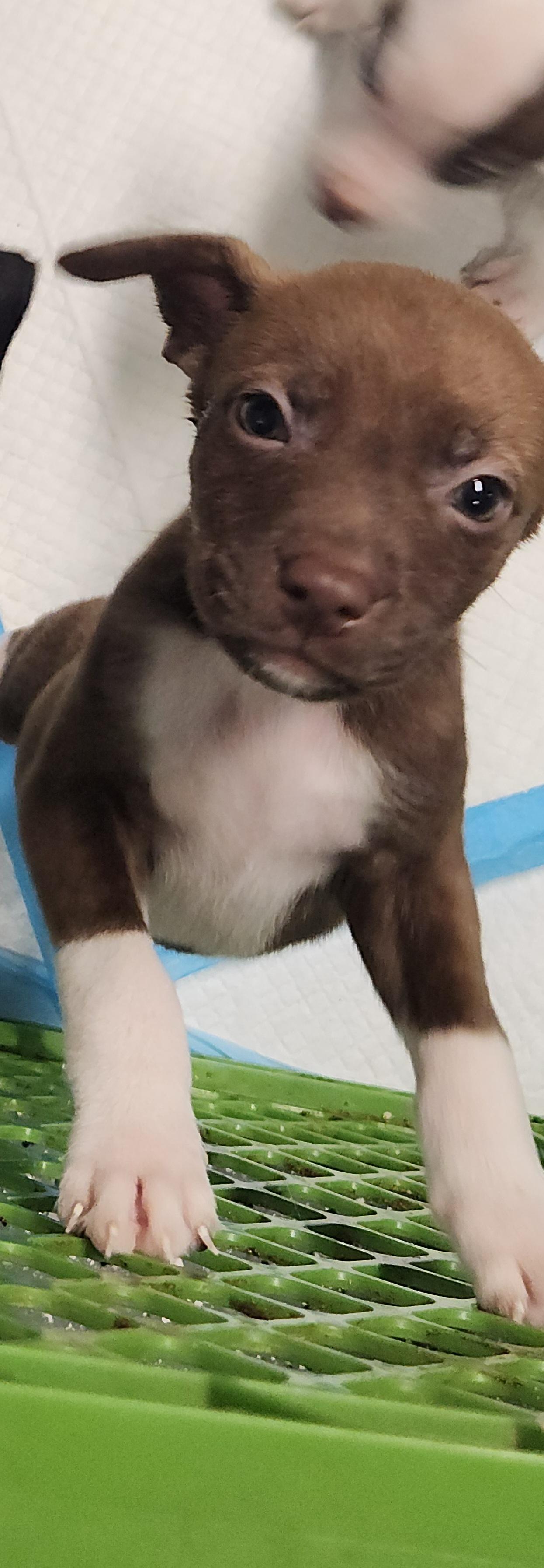 Enlarge Latte, a Adoptable mixed breed in Flintstone, GA image 3/4