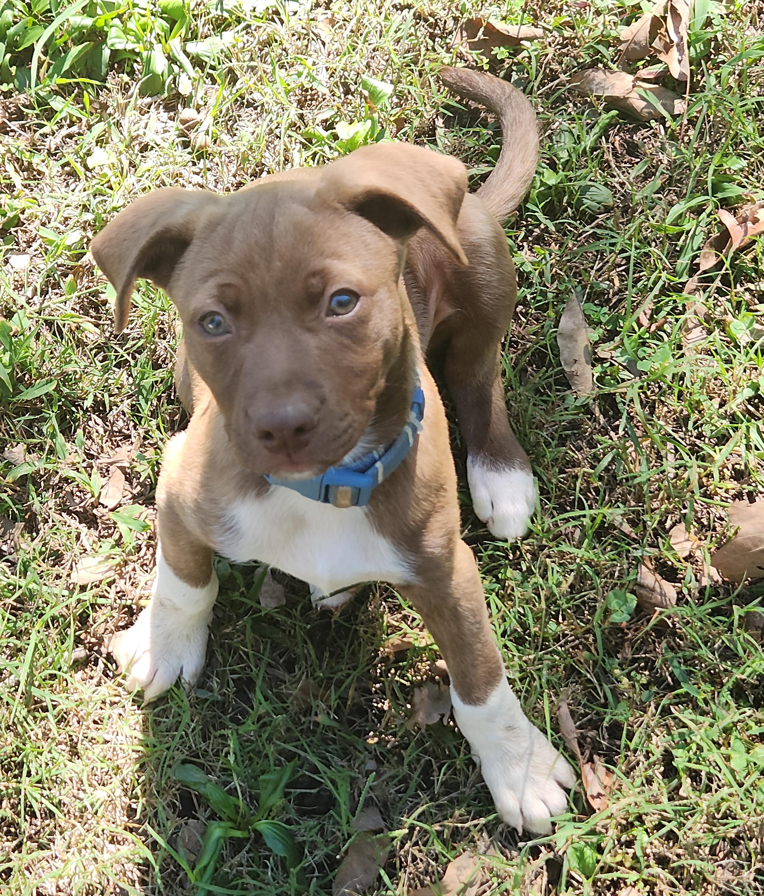 Enlarge Latte, a Adoptable mixed breed in Flintstone, GA image 4/5