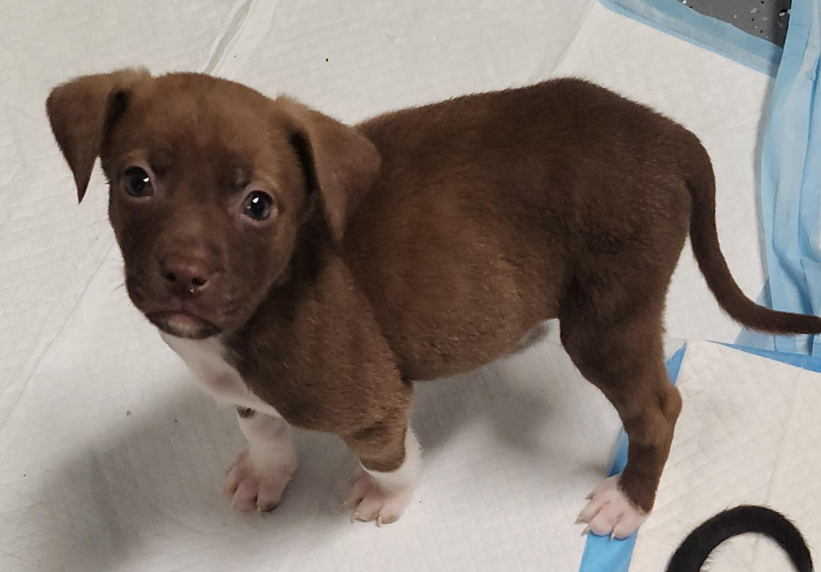 Enlarge Latte, a Adoptable mixed breed in Flintstone, GA image 2/4