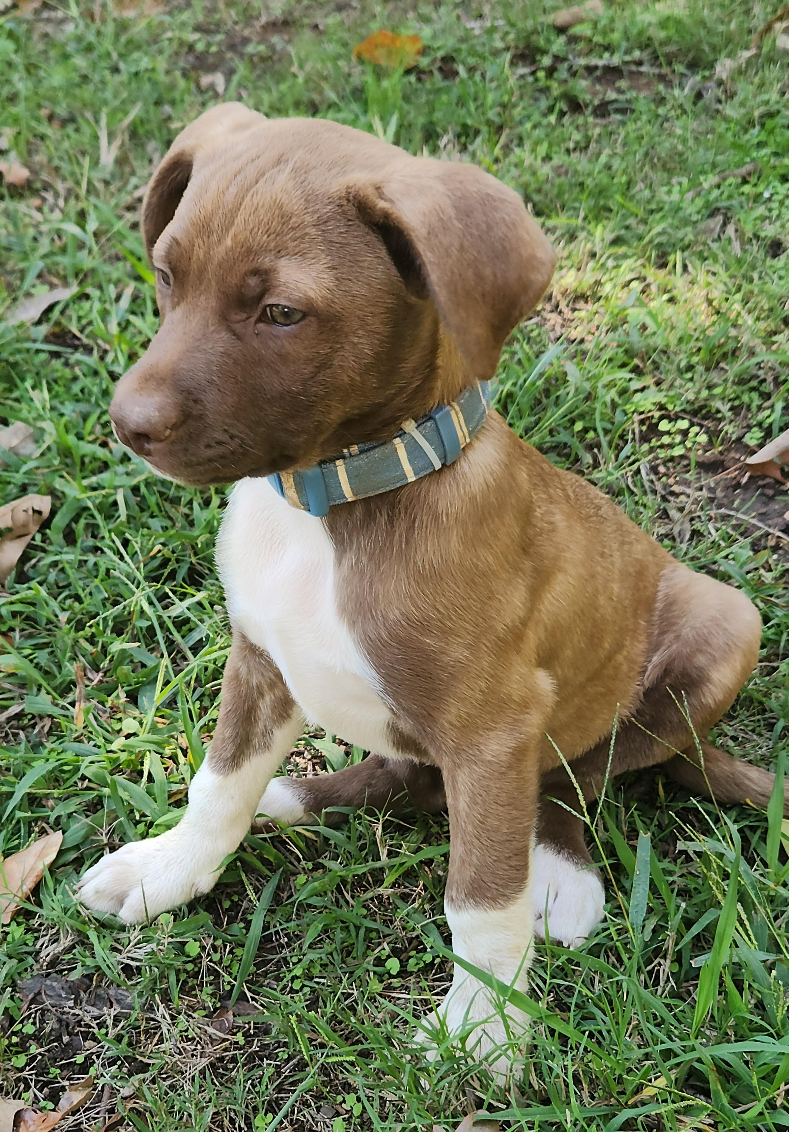 Latte, Adoptable, Puppy Male Labrador Retriever & Terrier.