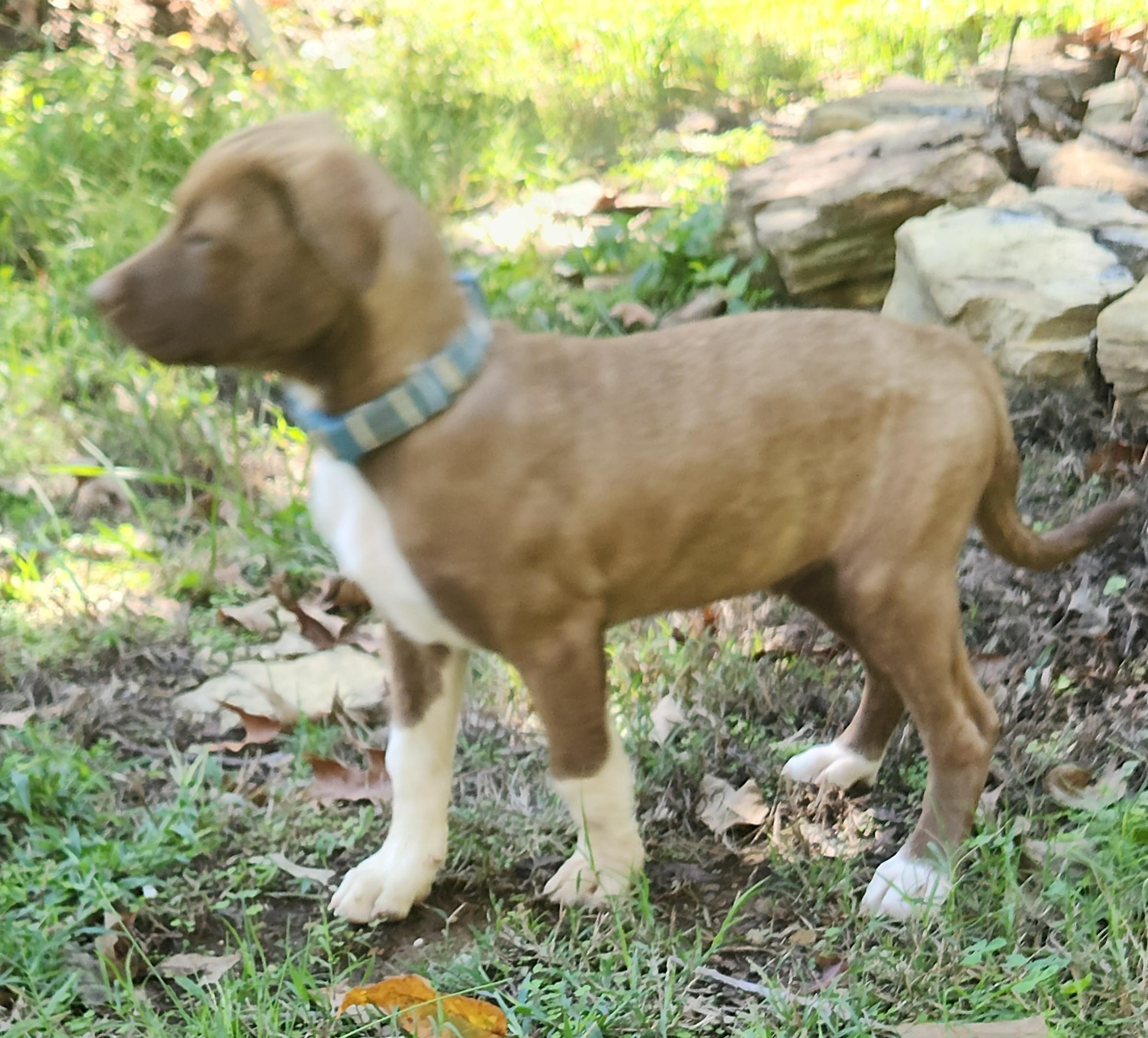 Enlarge Latte, a Adoptable mixed breed in Flintstone, GA image 5/5