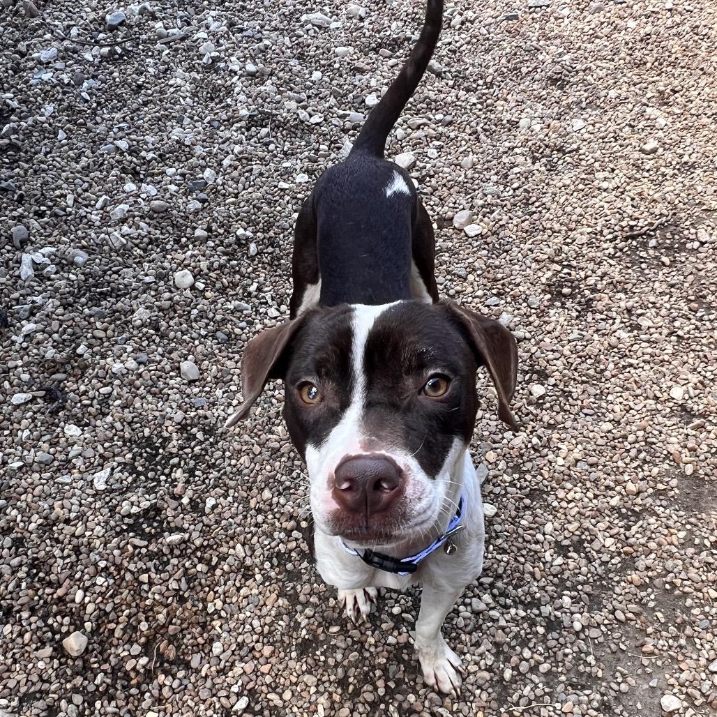 Josephine, a Adoptable mixed breed in Columbus, GA image 1/6