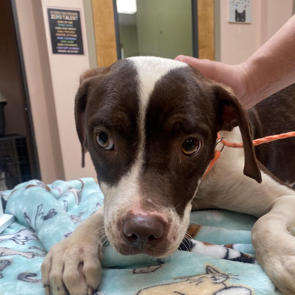 Josephine, a Adoptable mixed breed in Columbus, GA image 2/6