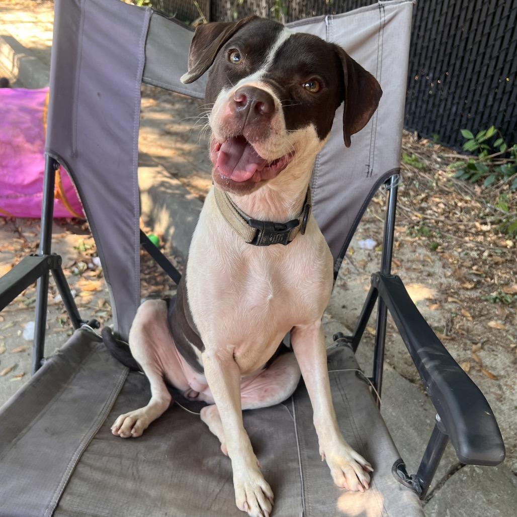 Josephine, a Adoptable mixed breed in Columbus, GA image 3/6