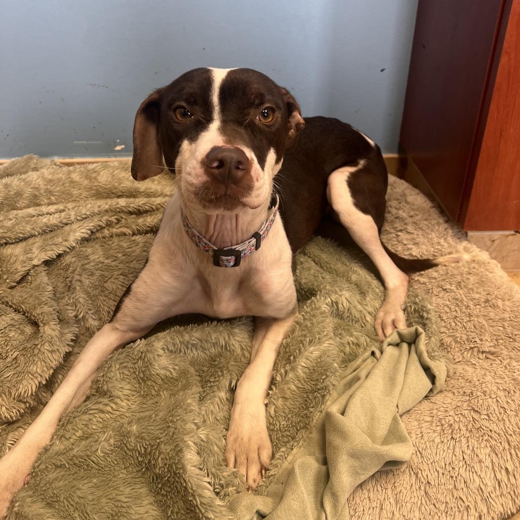 Josephine, a Adoptable mixed breed in Columbus, GA image 4/6