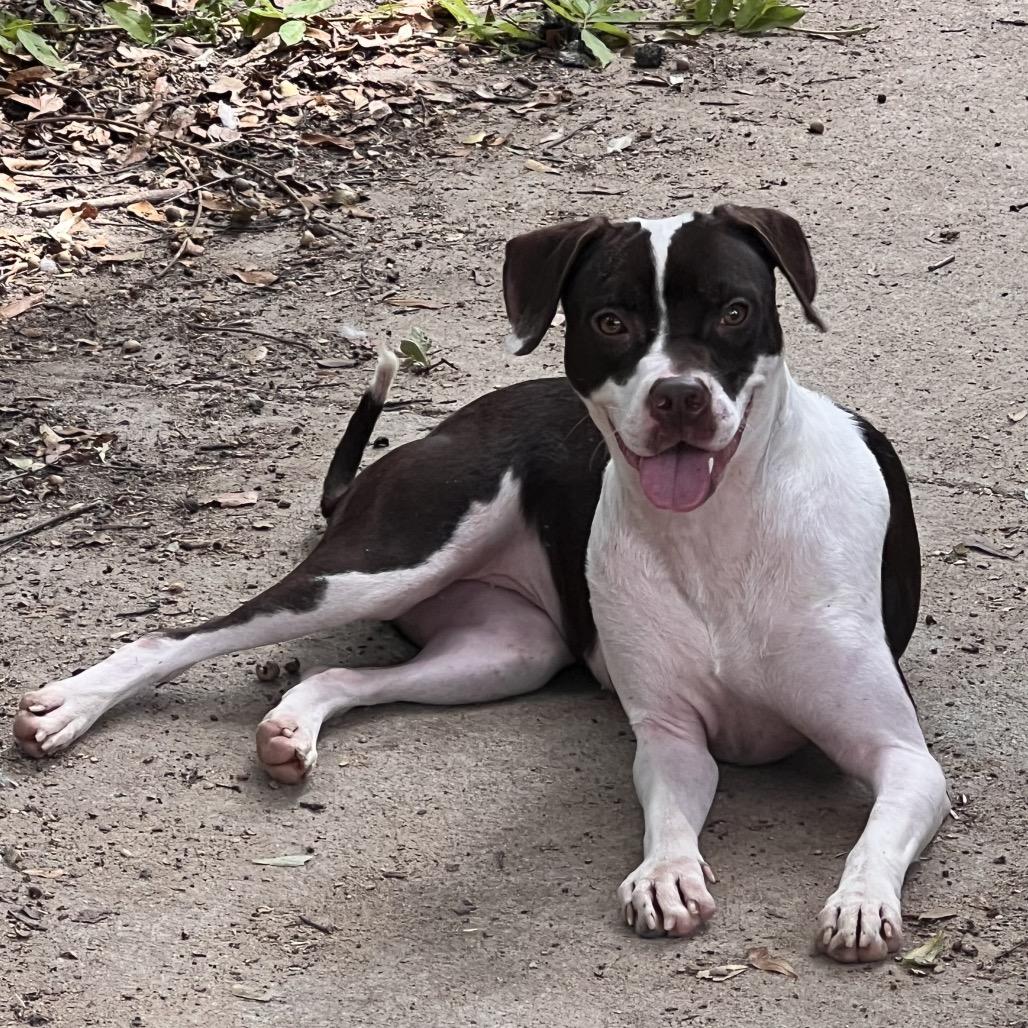 Josephine, a Adoptable mixed breed in Columbus, GA image 5/6