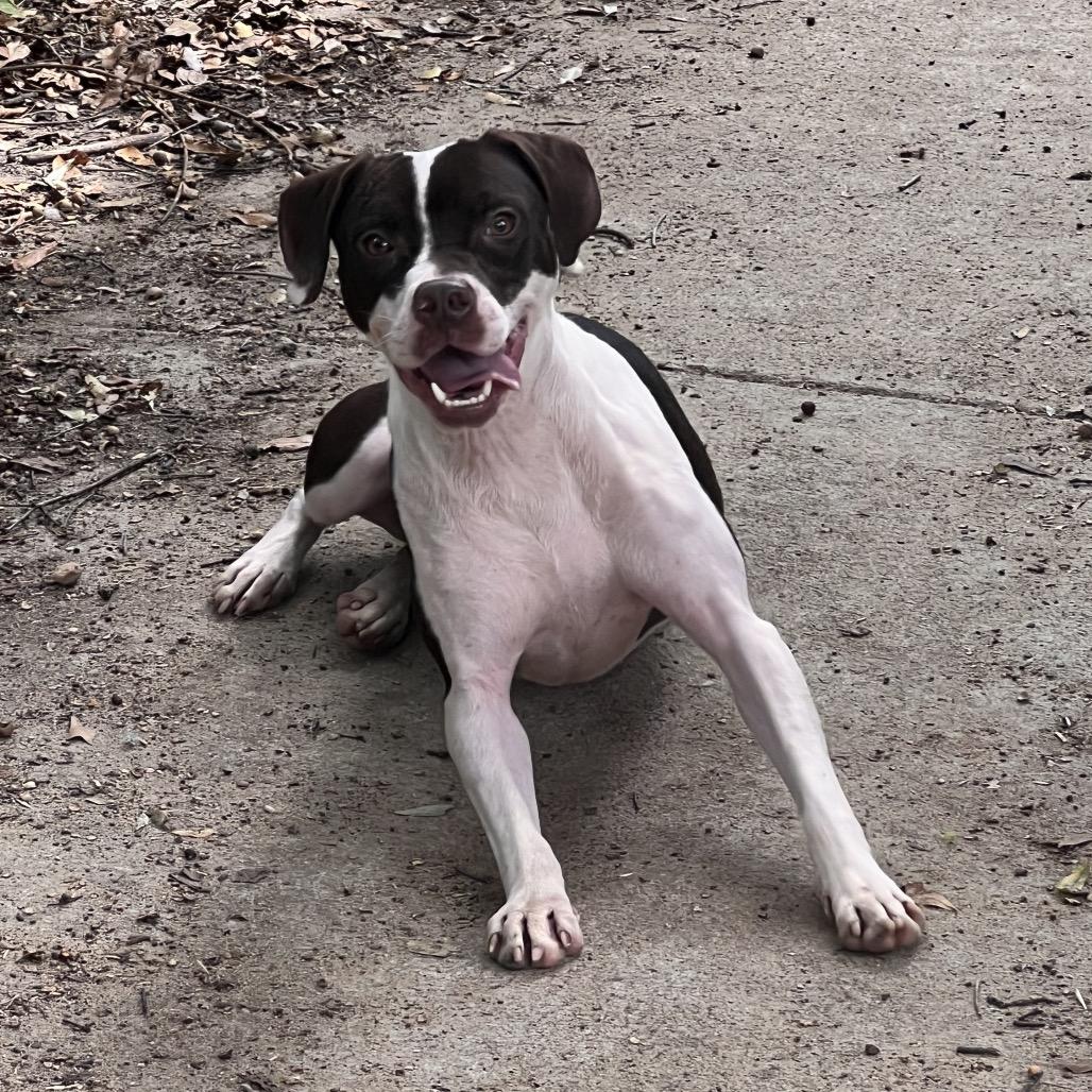 Josephine, a Adoptable mixed breed in Columbus, GA image 6/6