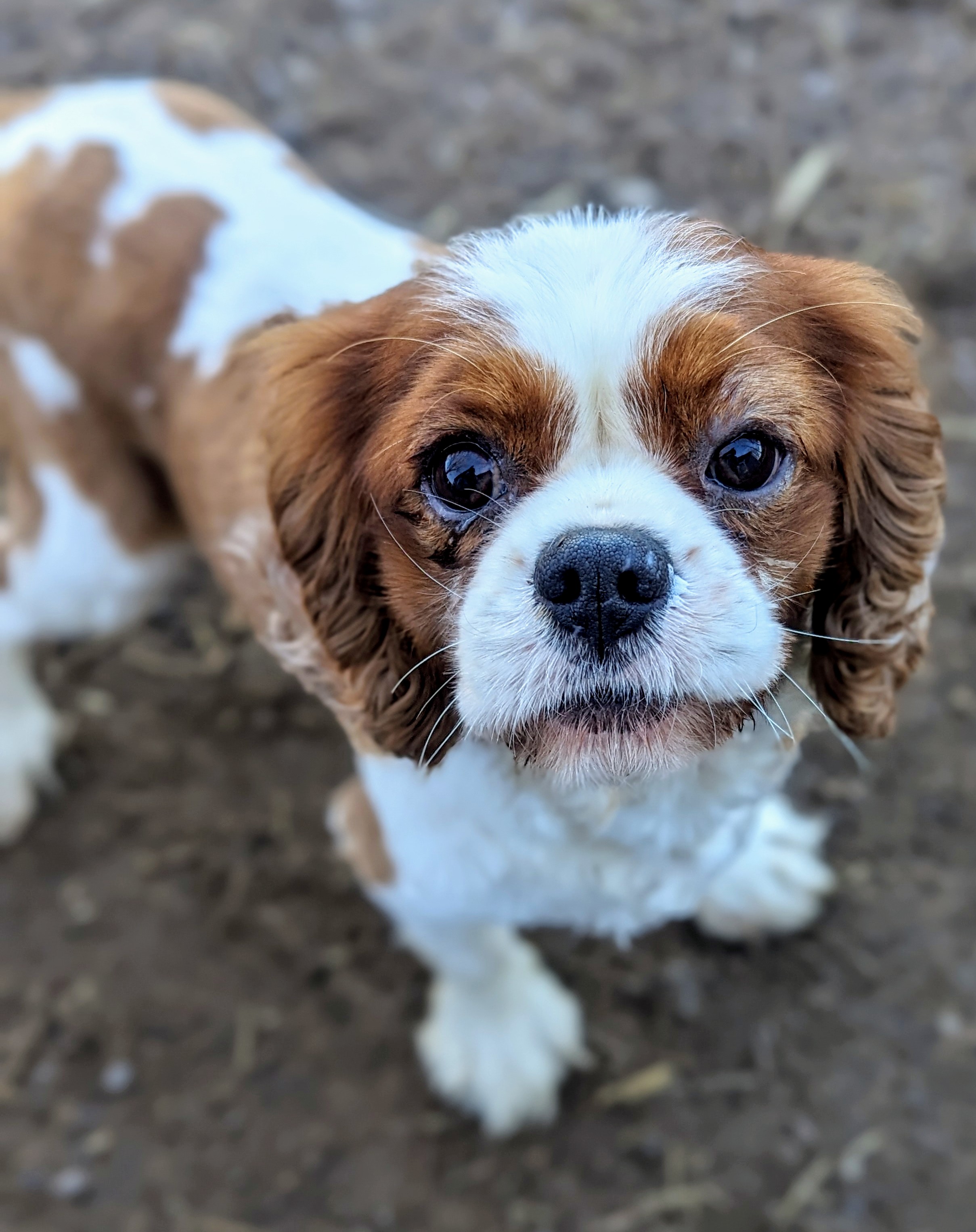 Enlarge Fletcher, a Adopted Cavalier King Charles Spaniel in Cowlesville, NY image 2/2