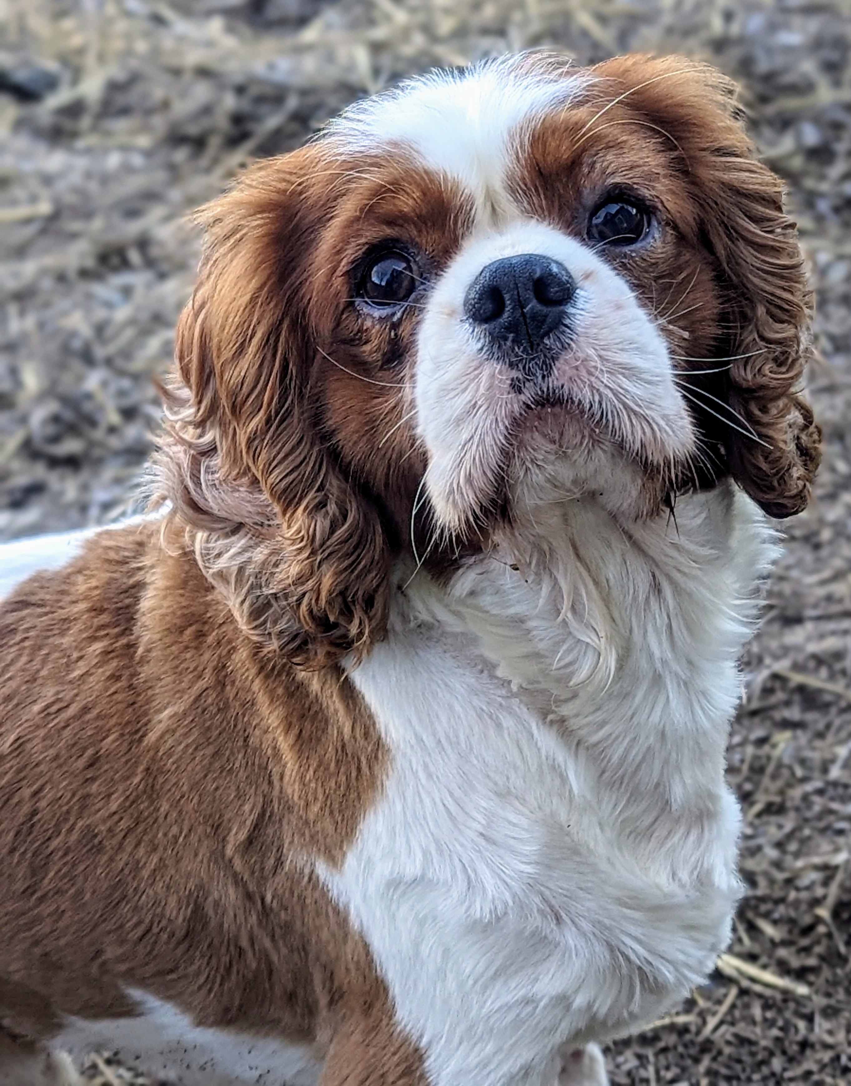 Fletcher, Adopted, Adult Male Cavalier King Charles Spaniel.