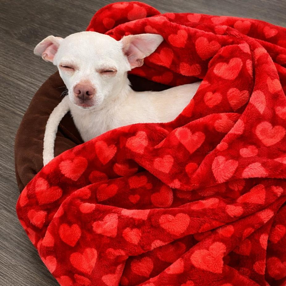 Mannie, Adoptable, Adult Male Chihuahua.