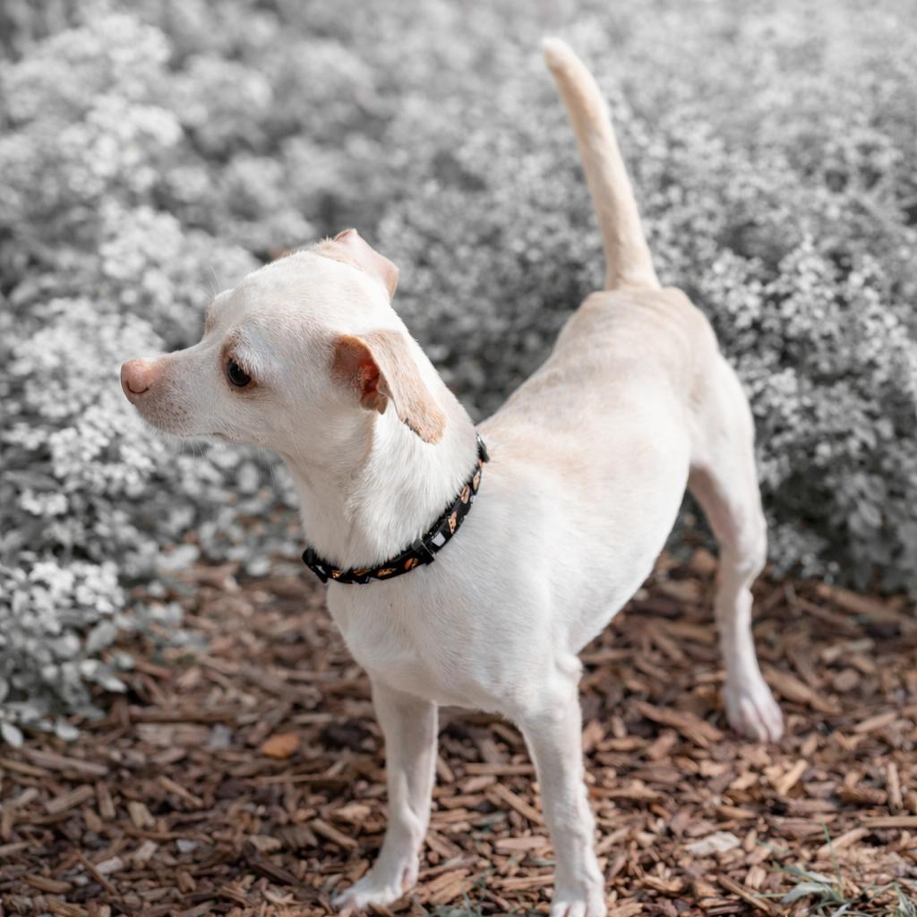 Mannie, a Adoptable mixed breed in Wimberley, TX image 2/6