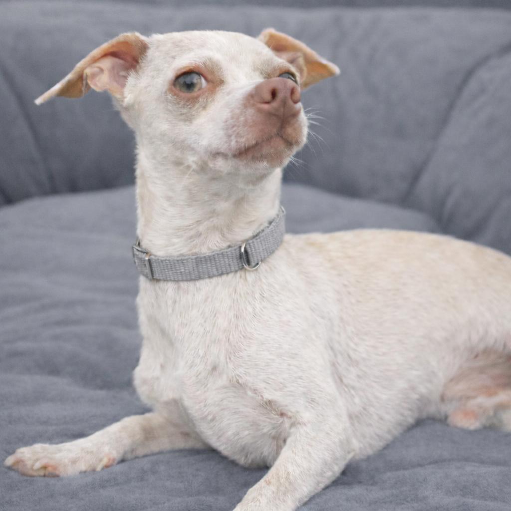 Mannie, a Adoptable mixed breed in Wimberley, TX image 3/6