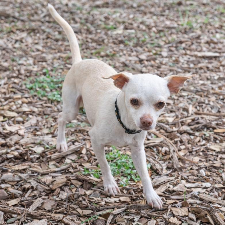 Mannie, a Adoptable mixed breed in Wimberley, TX image 4/6