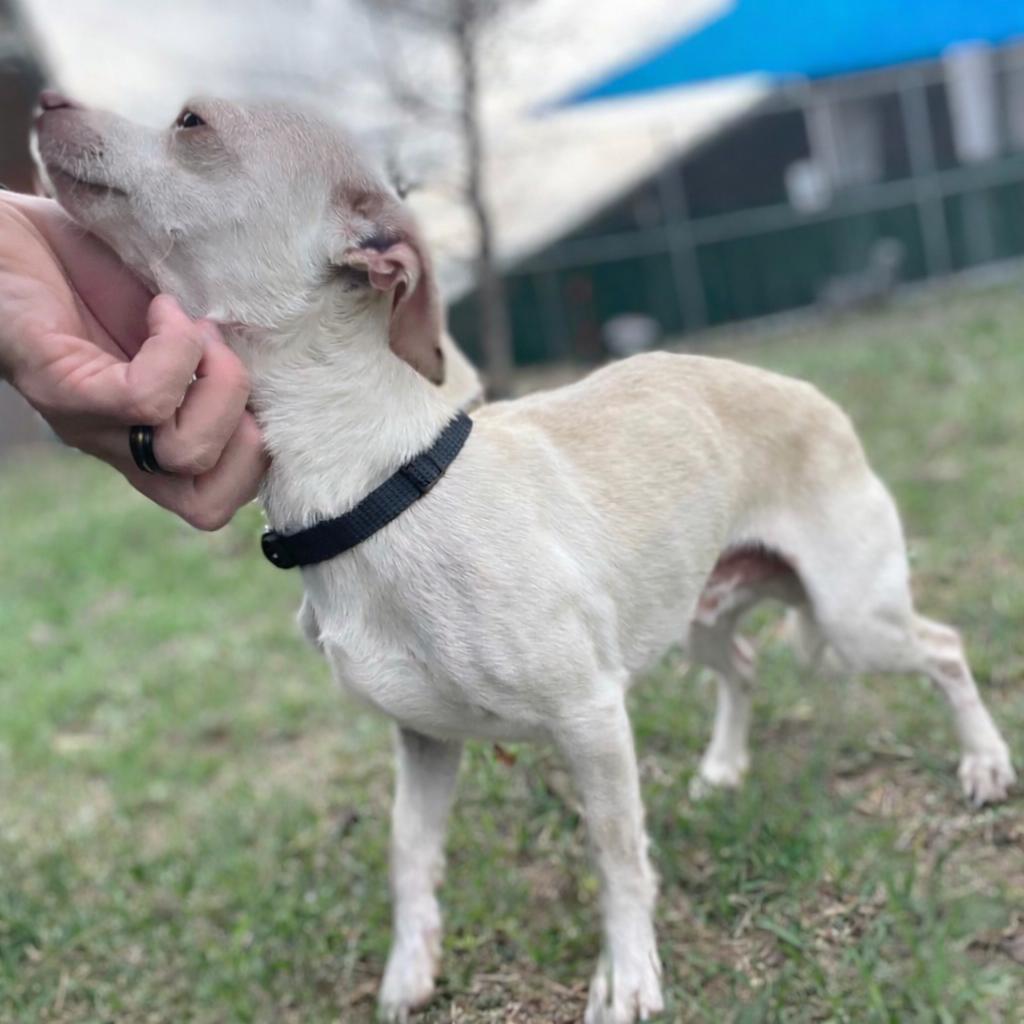 Mannie, a Adoptable mixed breed in Wimberley, TX image 5/6