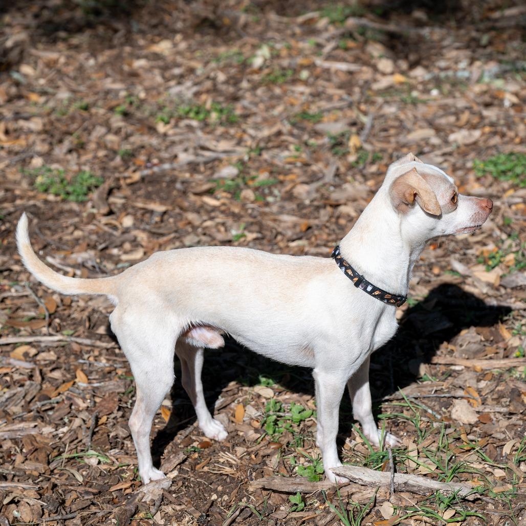 Mannie, a Adoptable mixed breed in Wimberley, TX image 6/6