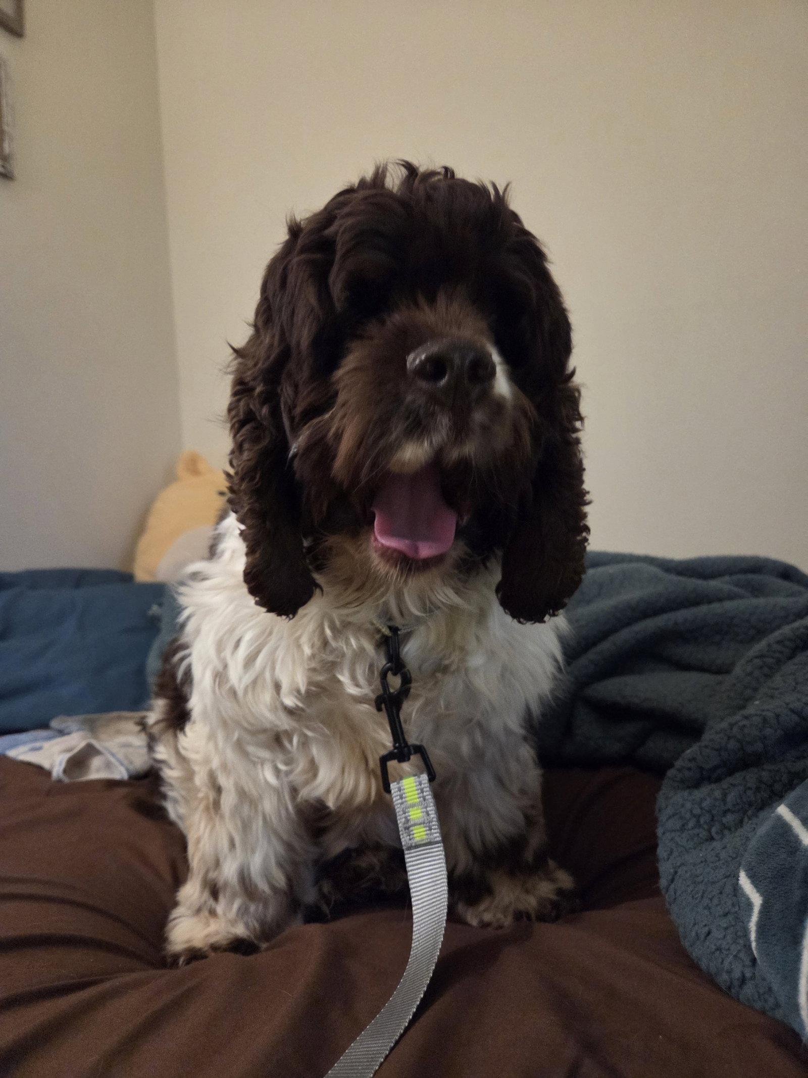 Sophia, Adoptable, Adult Female Cocker Spaniel.