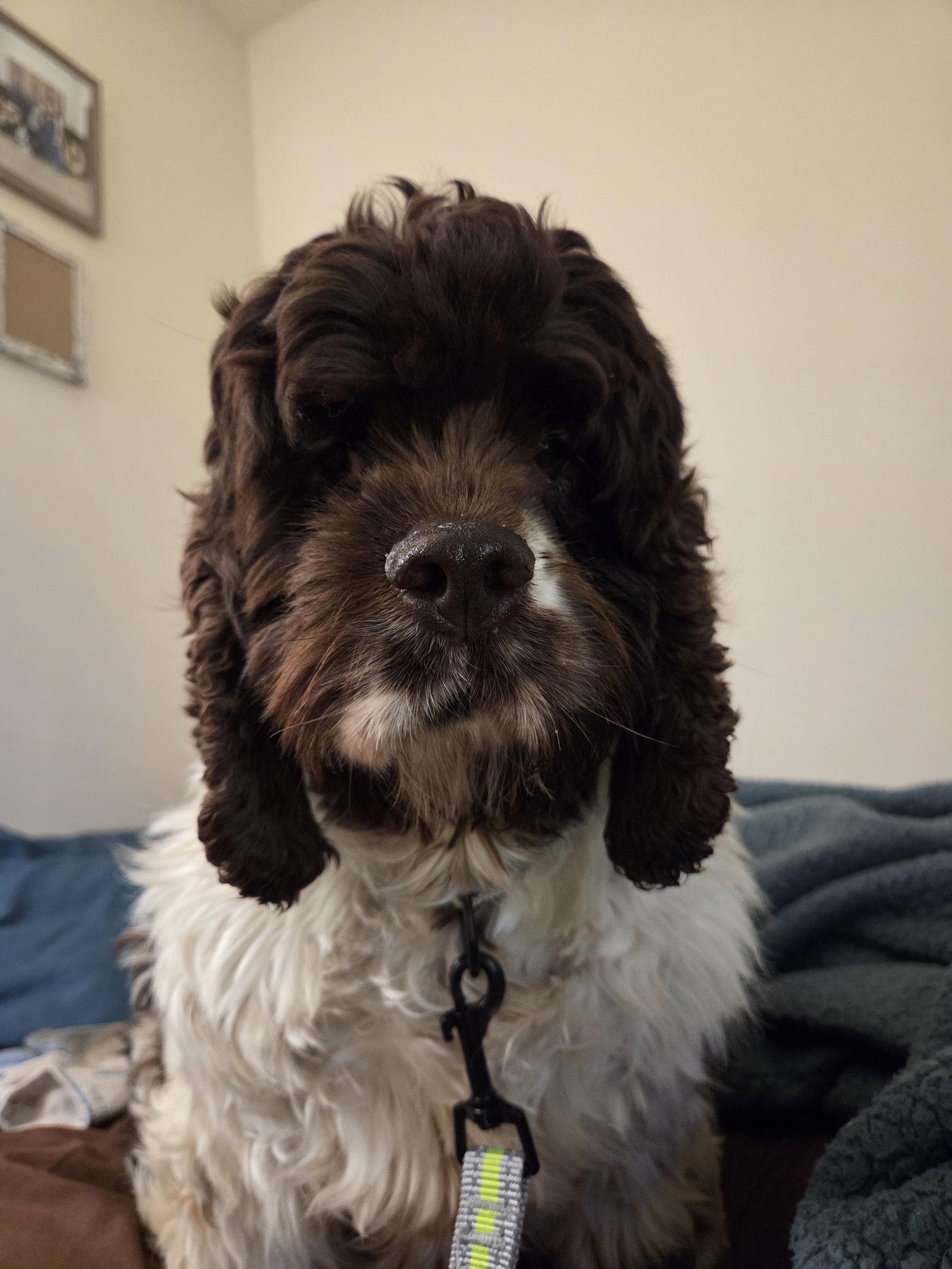 Enlarge Sophia, a Adoptable Cocker Spaniel in Fort Wayne, IN image 3/3