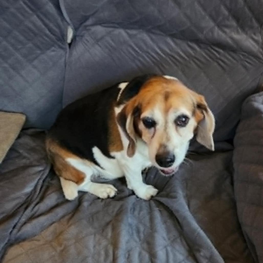 Enlarge Bella, a Adoptable Beagle in Shelby, NC image 1/4
