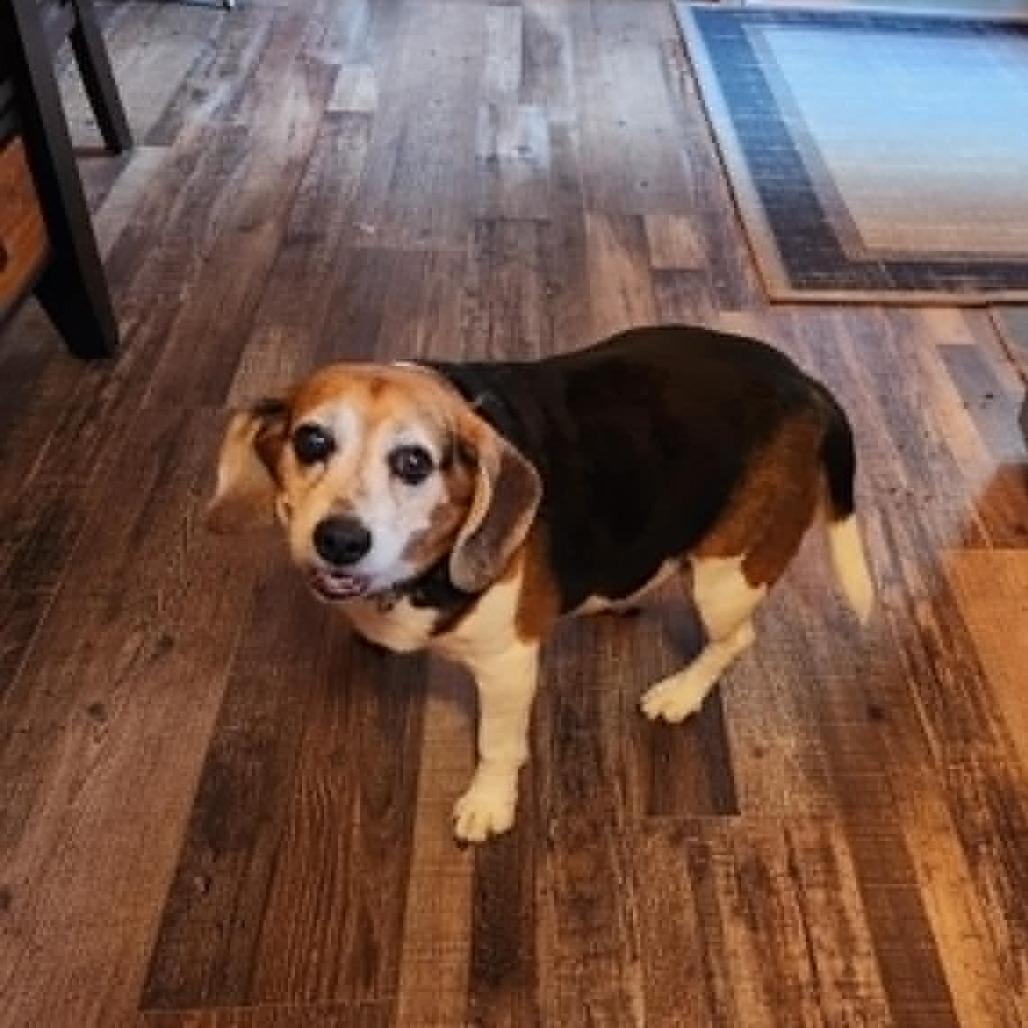 Enlarge Bella, a Adoptable Beagle in Shelby, NC image 2/4