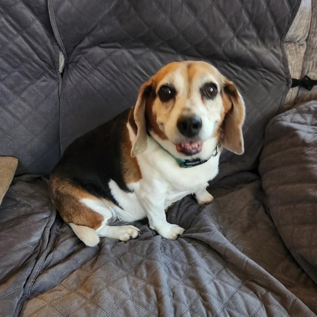 Enlarge Bella, a Adoptable Beagle in Shelby, NC image 3/4