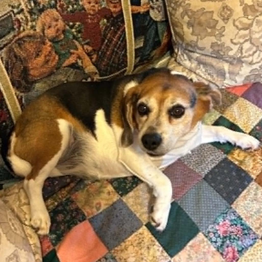 Enlarge Bella, a Adoptable Beagle in Shelby, NC image 4/4