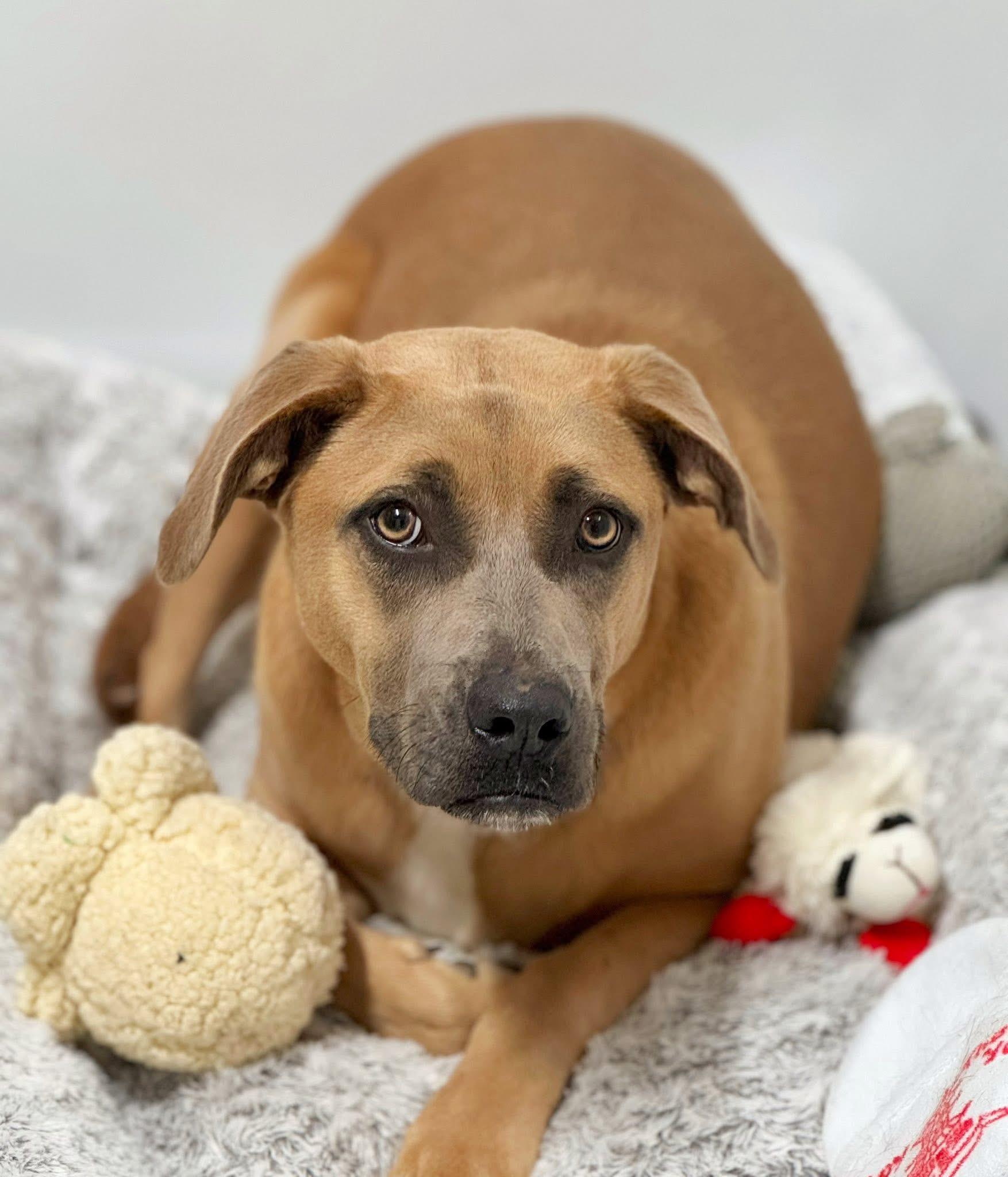 Enlarge Nala, a Adoptable mixed breed in Elkhorn, WI image 2/2