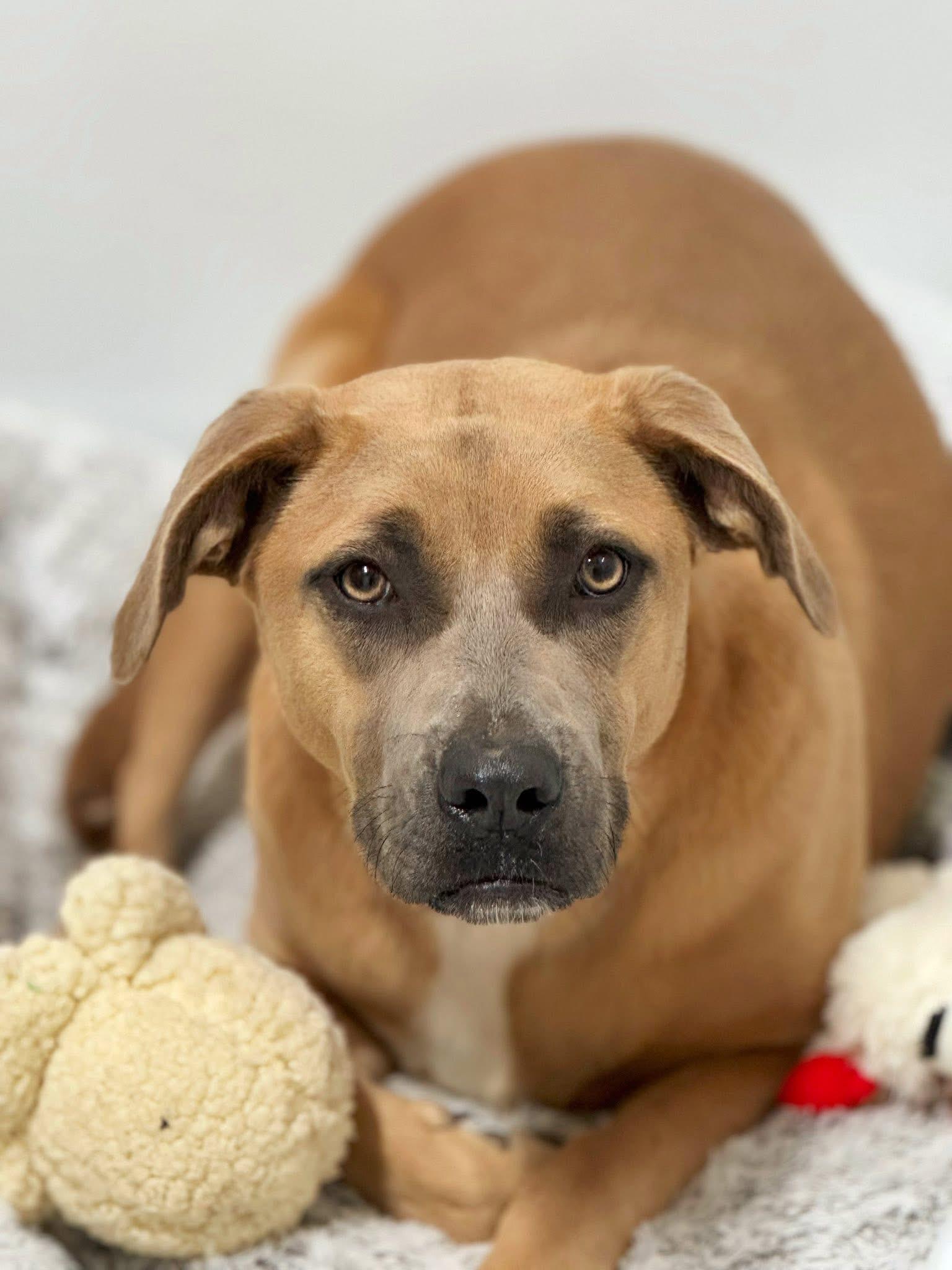 Enlarge Nala, a Adoptable mixed breed in Elkhorn, WI image 1/2