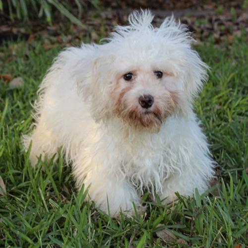 Enlarge Carina, a ADOPTABLE mixed breed in Orlando, FL image 1/1