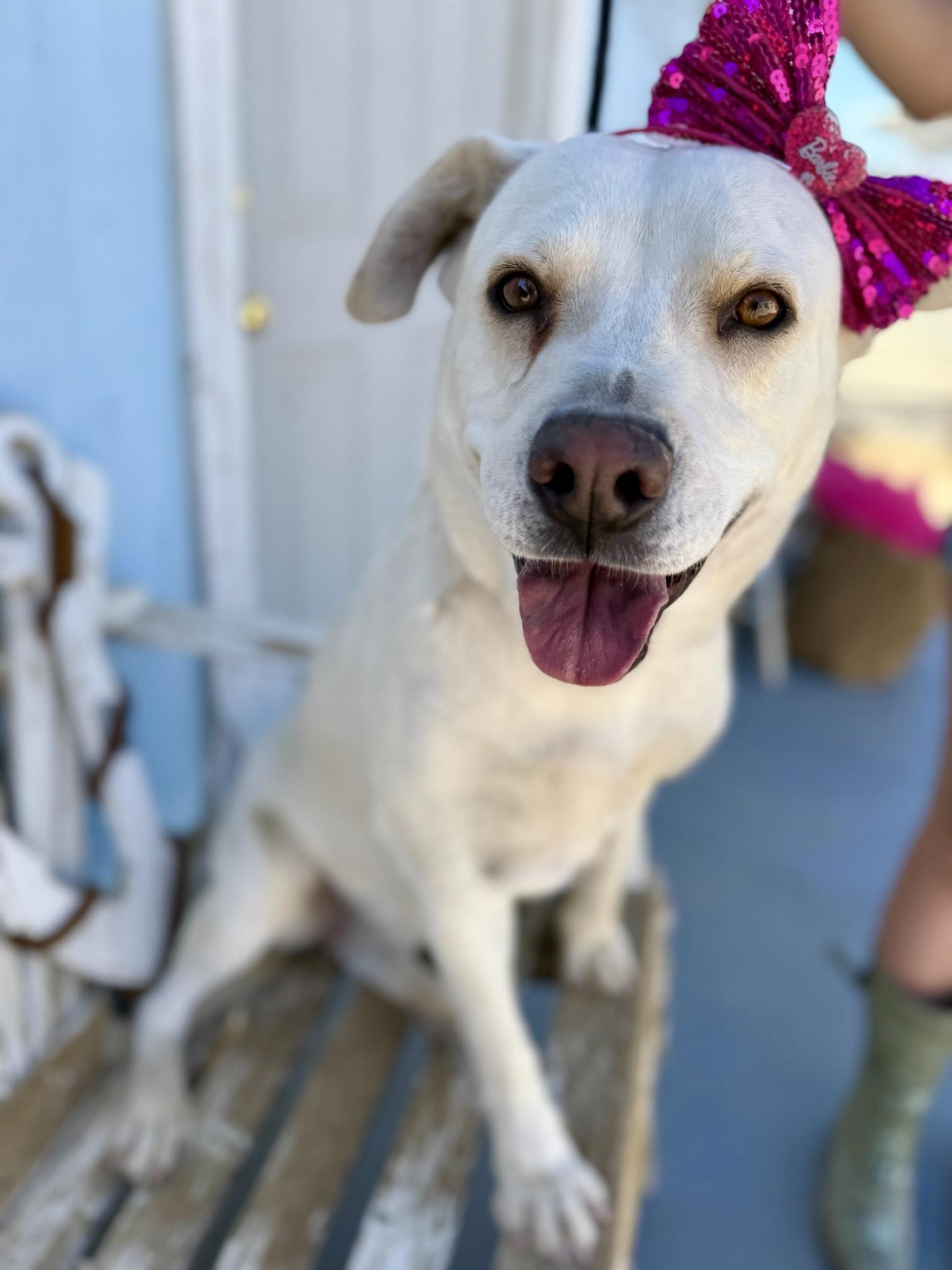 Freya, Adoptable, Young Female Labrador Retriever.