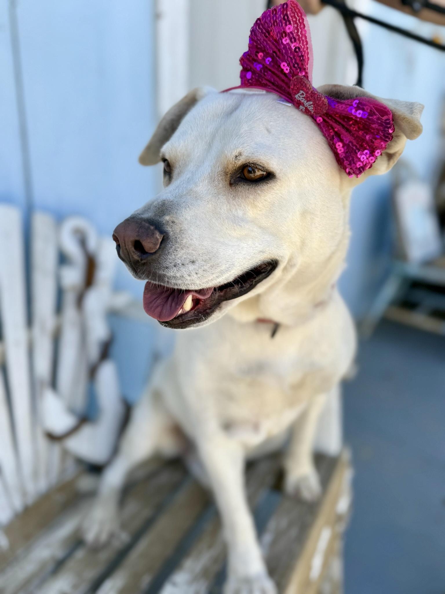 Enlarge Freya, a Adoptable Labrador Retriever in Hillsboro, OR image 4/6