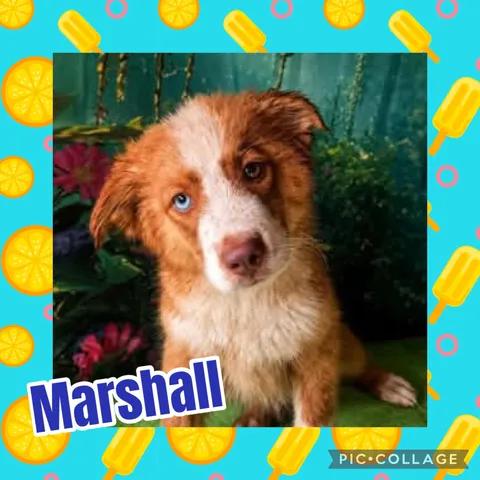 Marshall, ADOPTABLE, Puppy Male Australian Shepherd.