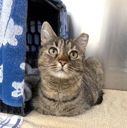 Enlarge Angie, a Adoptable mixed breed in New Hope, PA image 2/3