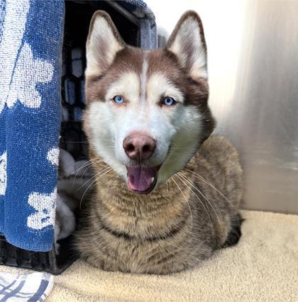 Enlarge Angie, a Adoptable mixed breed in New Hope, PA image 3/3