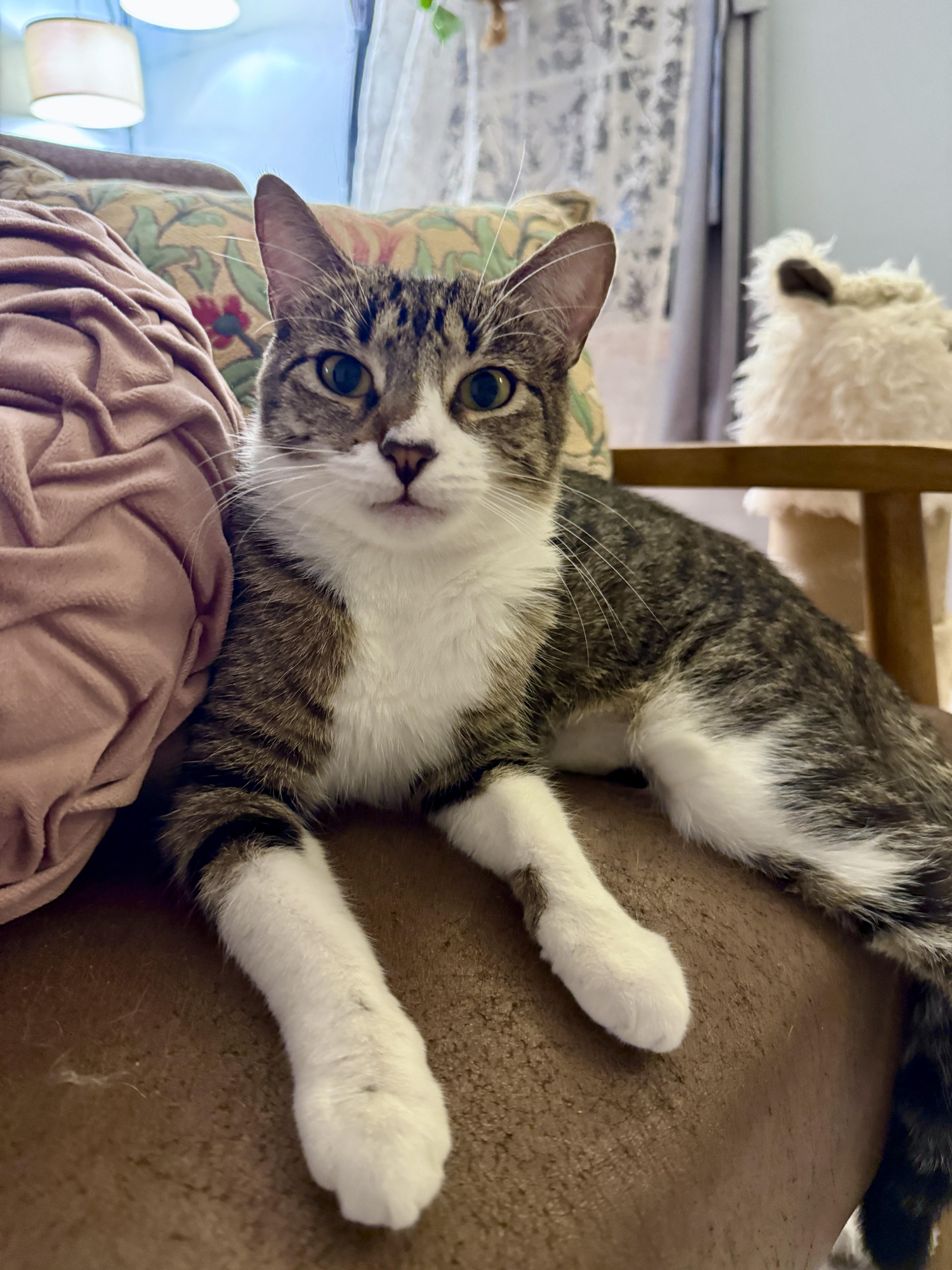 Enlarge Sammi, a Adoptable Domestic Short Hair in Los Angeles, CA image 6/6