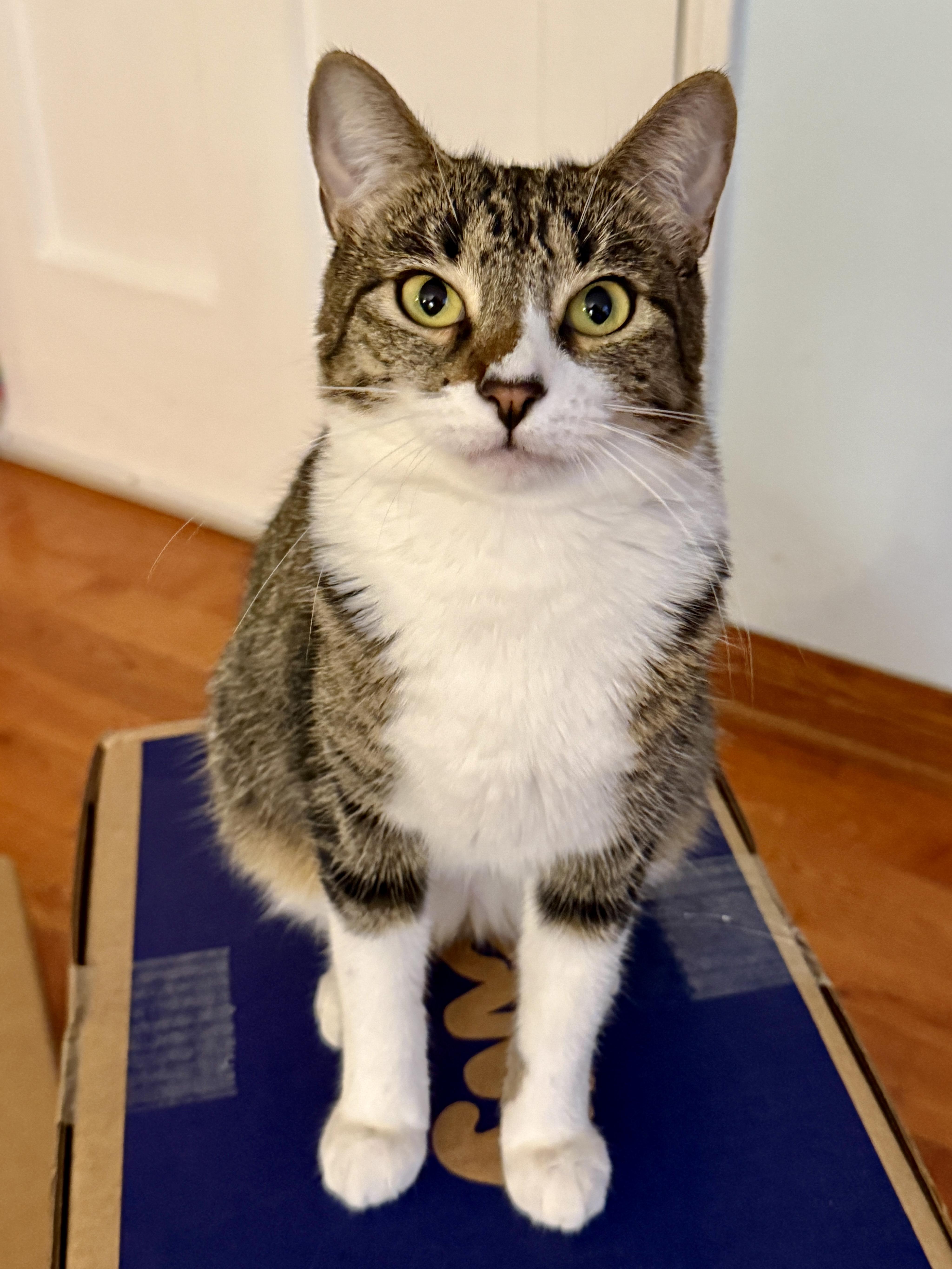 Enlarge Sammi, a Adoptable Domestic Short Hair in Los Angeles, CA image 4/6