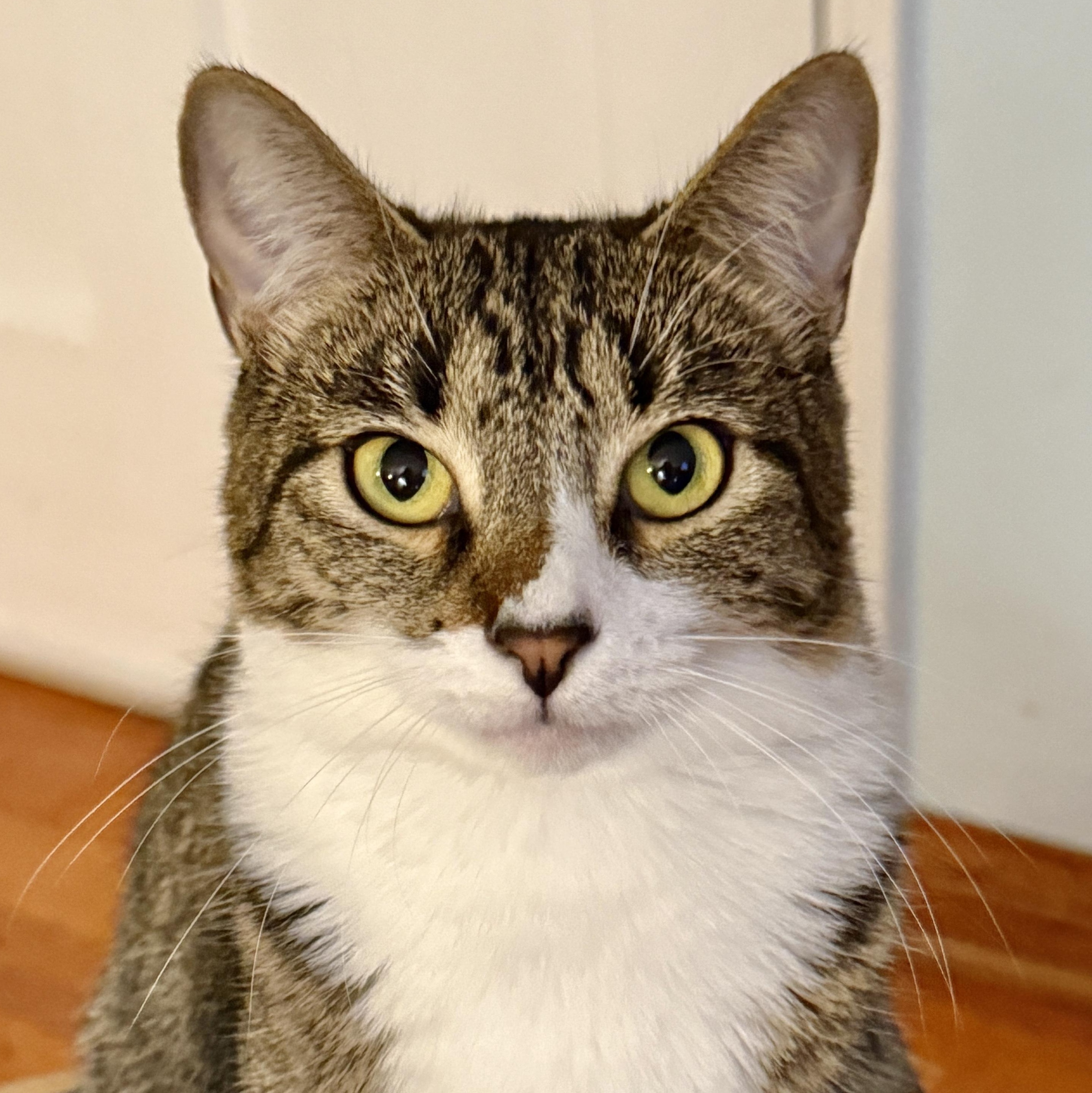 Sammi, Adoptable, Young Female Domestic Short Hair.