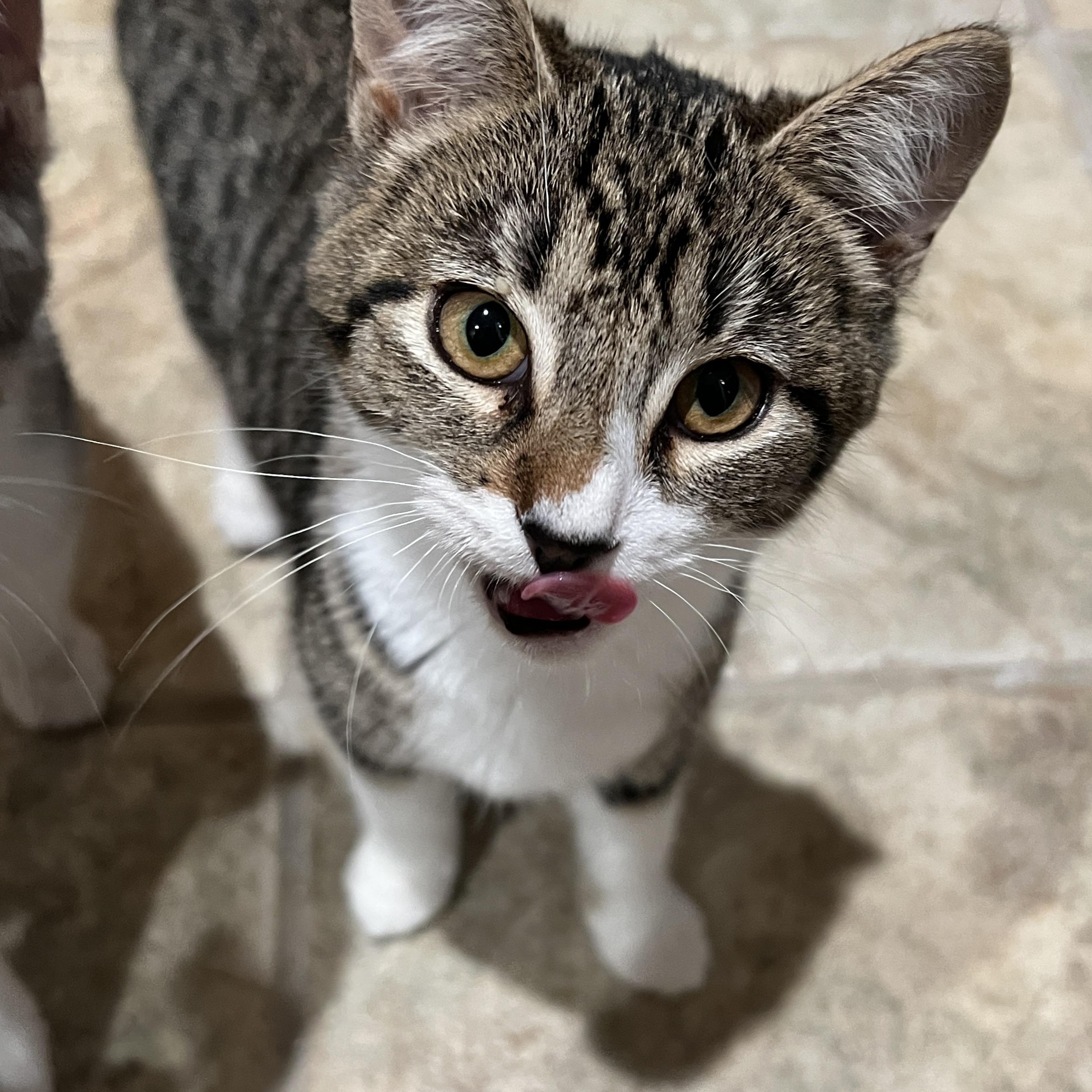 Enlarge Sammi, a Adoptable Domestic Short Hair in Los Angeles, CA image 5/6