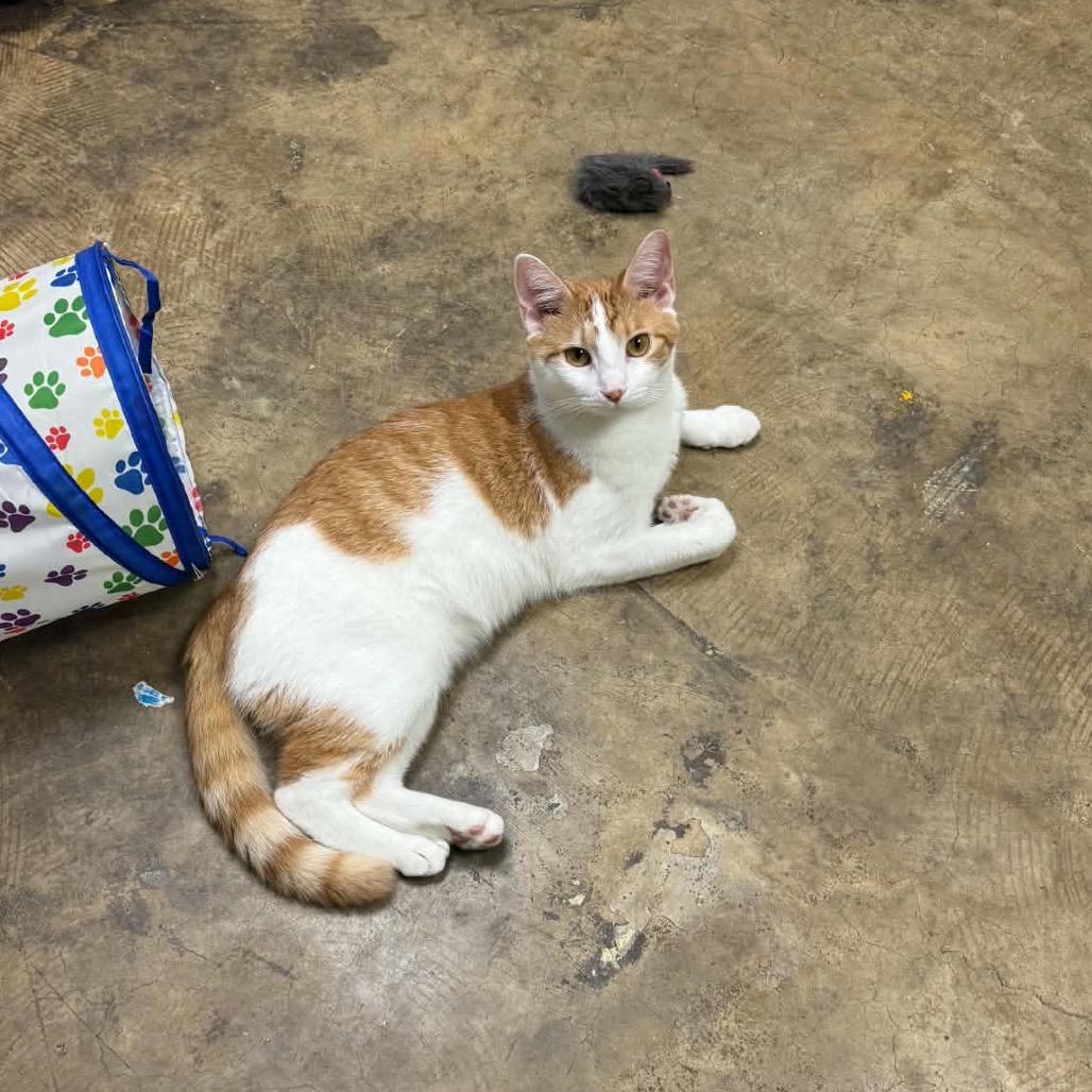 Bob, Adoptable, Young Male Domestic Short Hair.