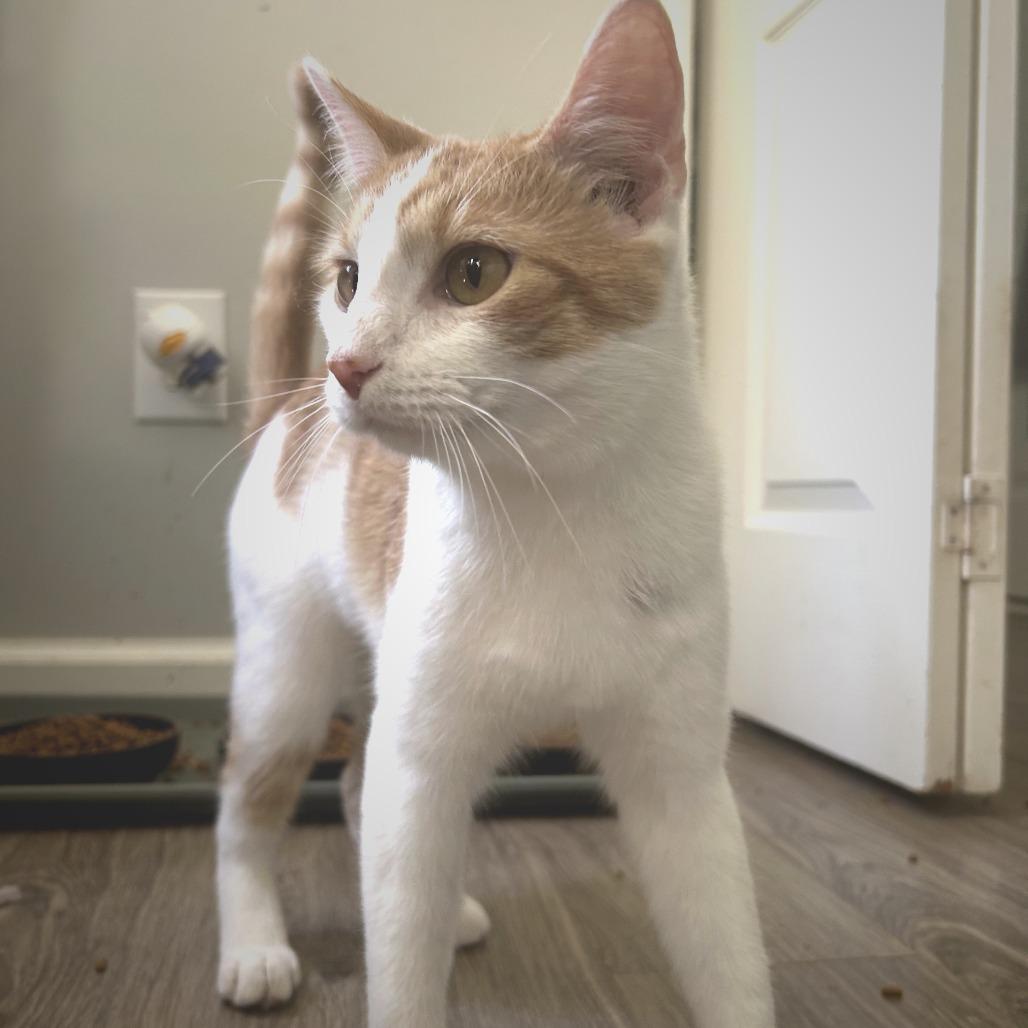 Enlarge Bob, a Adoptable Domestic Short Hair in Huntsville, AL image 1/2
