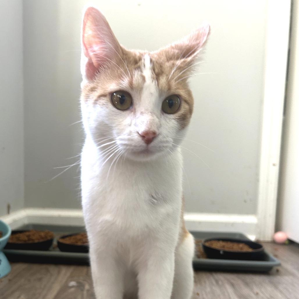 Enlarge Bob, a Adoptable Domestic Short Hair in Huntsville, AL image 2/2