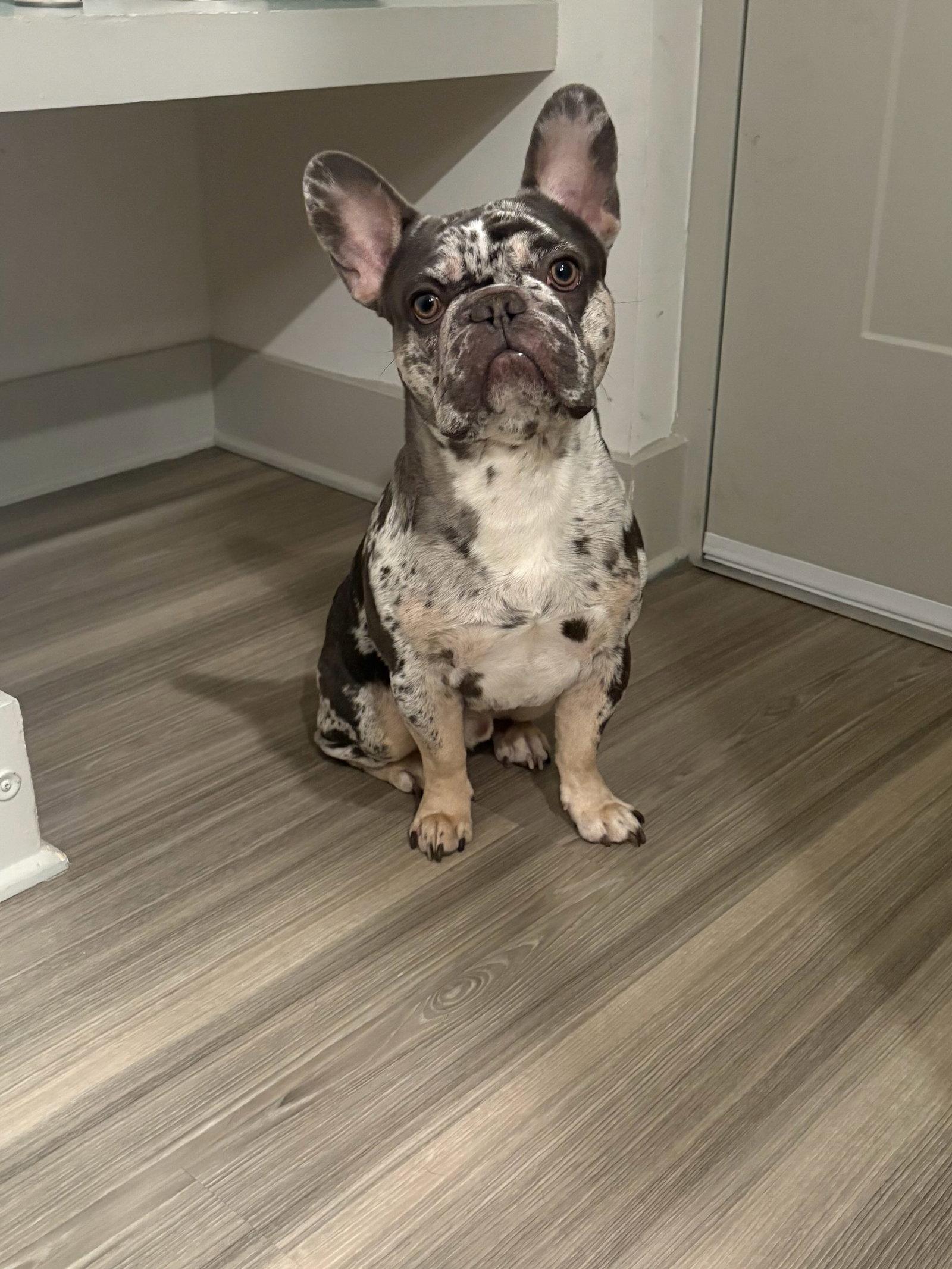 Enlarge Luffy, a Adopted French Bulldog in Oakland Park, FL image 1/2