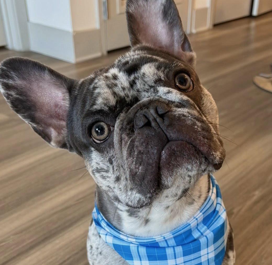 Enlarge Luffy, a Adopted French Bulldog in Oakland Park, FL image 2/2
