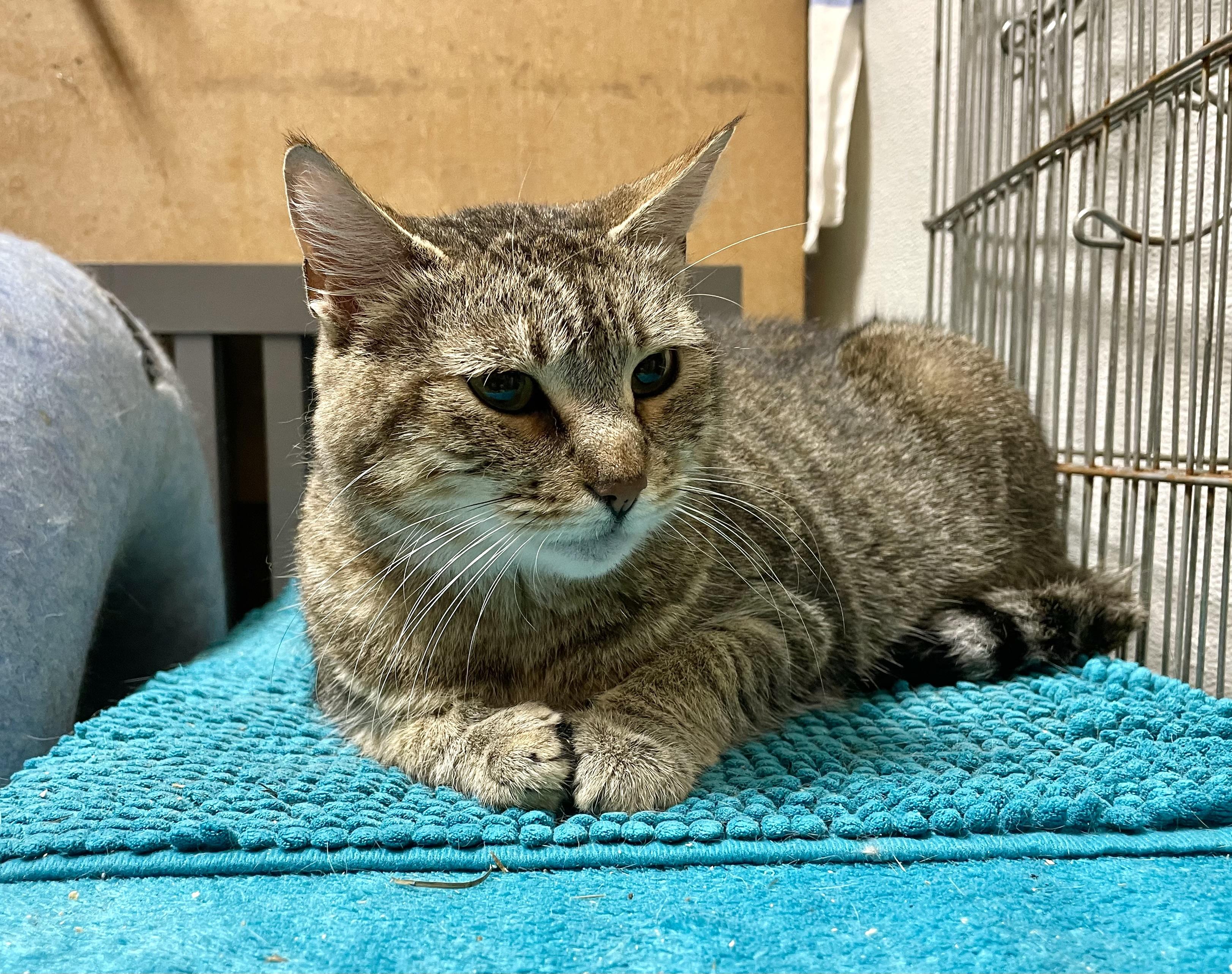 Darby, an adoptable Tabby in Stanwood, WA, 98292 | Photo Image 4