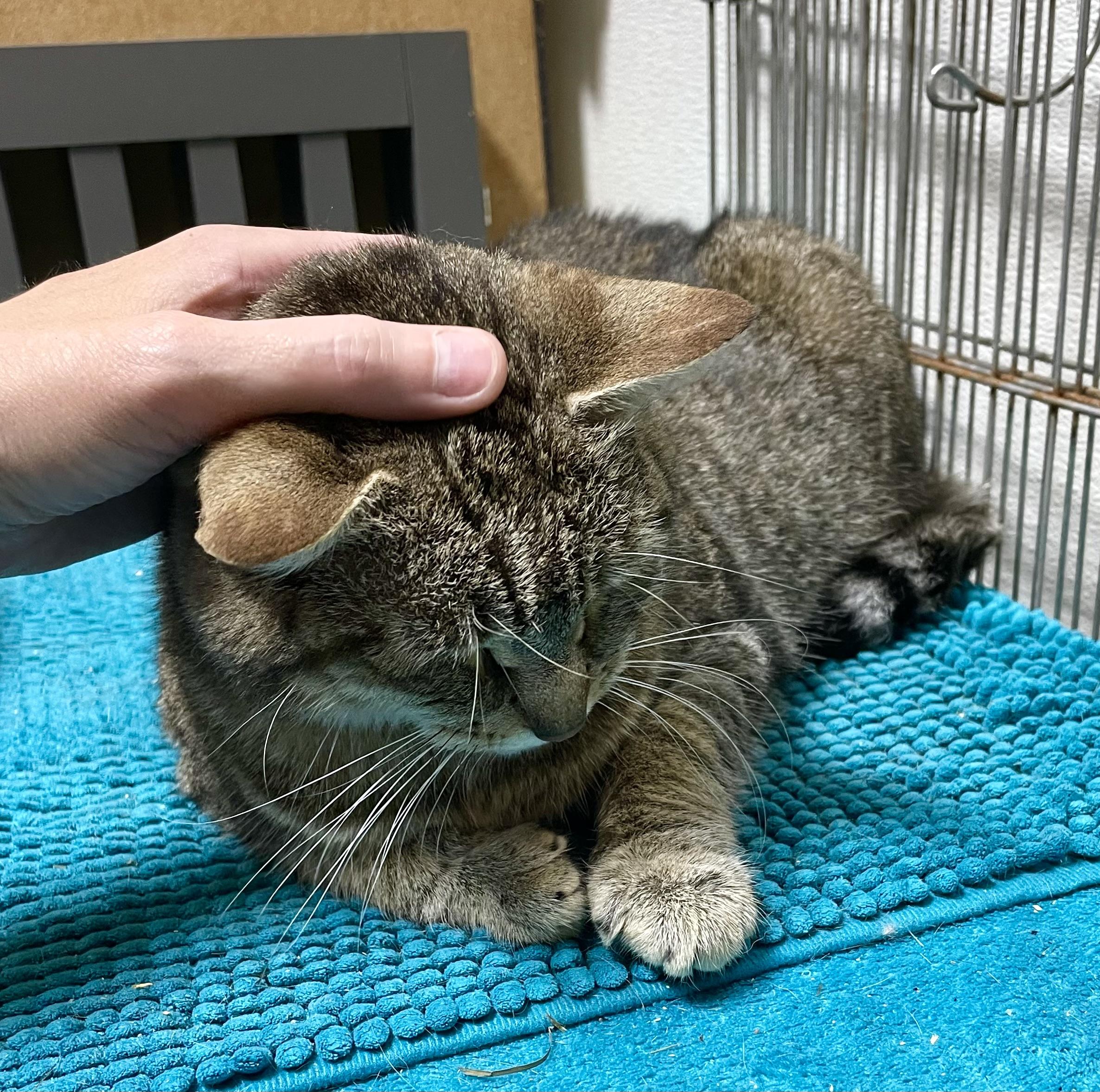 Darby, an adoptable Tabby in Stanwood, WA, 98292 | Photo Image 3