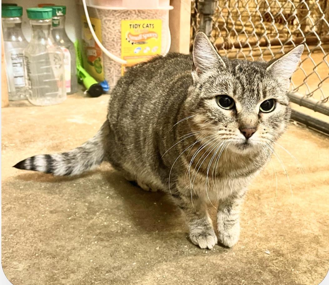 Darby, an adoptable Tabby in Stanwood, WA, 98292 | Photo Image 5
