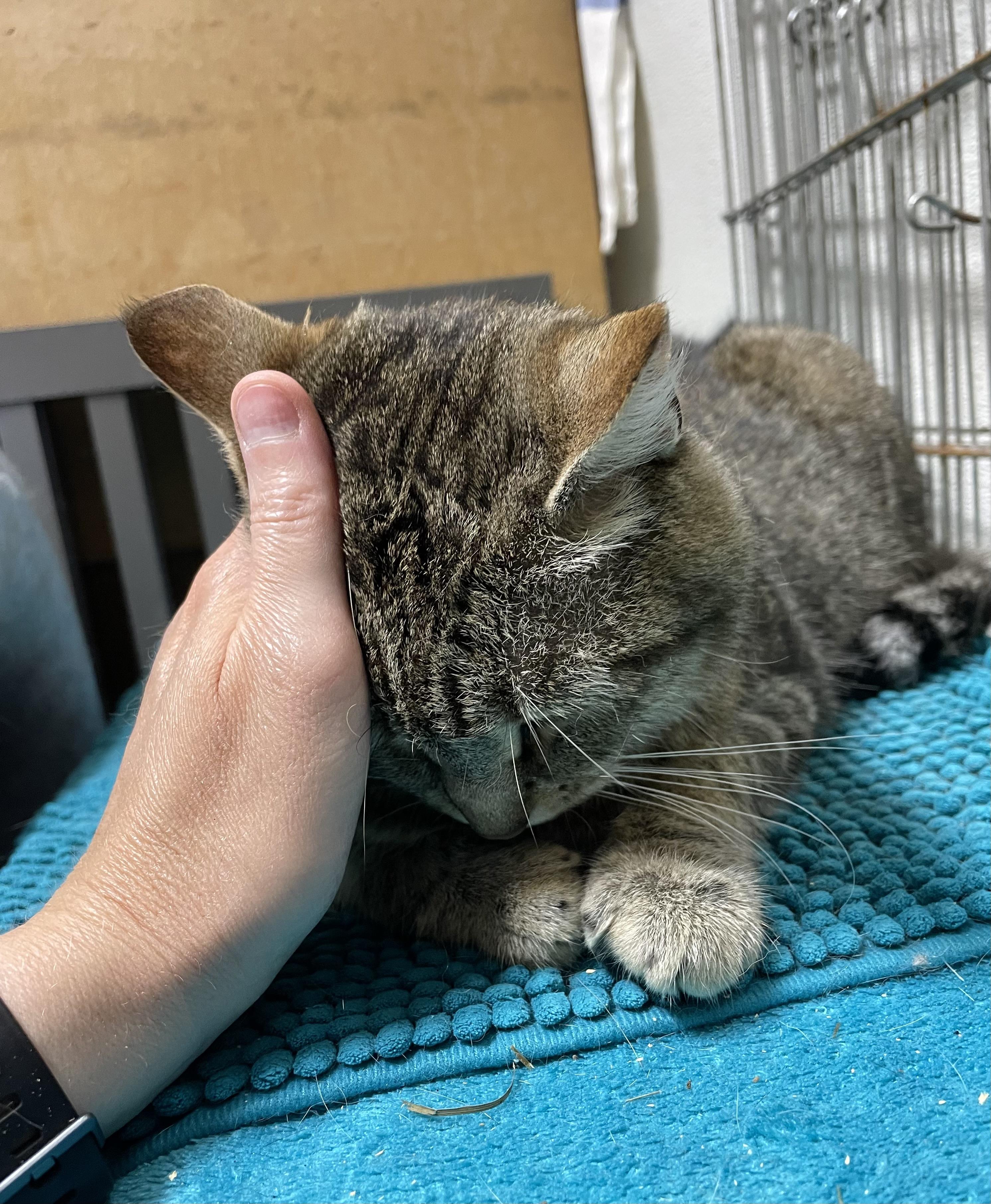 Darby, an adoptable Tabby in Stanwood, WA, 98292 | Photo Image 2