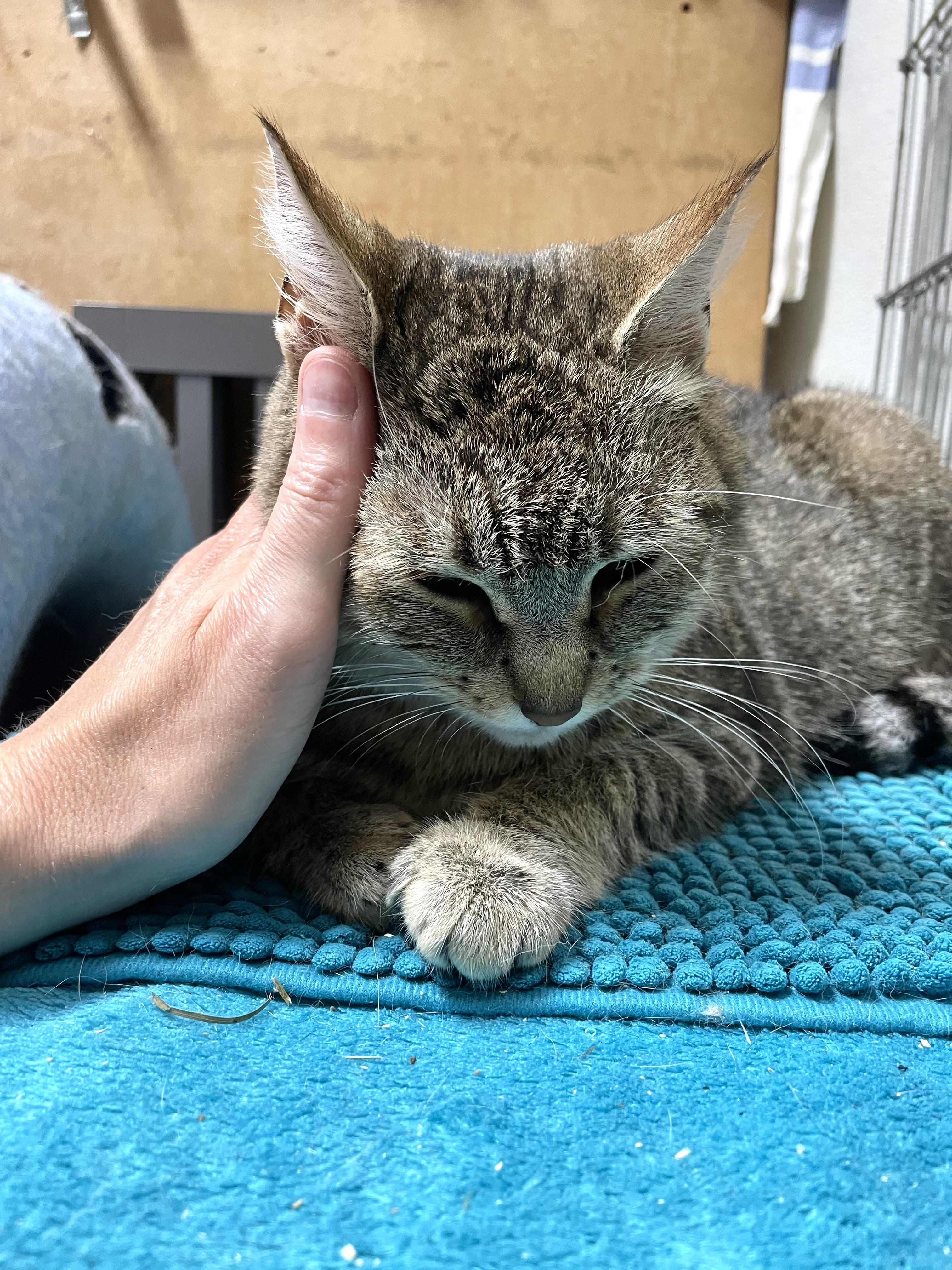 Darby, an adoptable Tabby in Stanwood, WA, 98292 | Photo Image 1