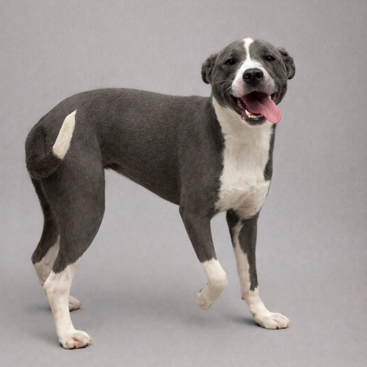 Poppy, an adoptable mixed breed in Concord, NC image 2/6